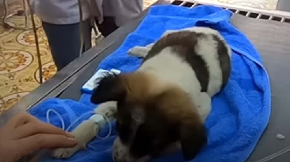 At the shelter, the puppy’s recovery con...