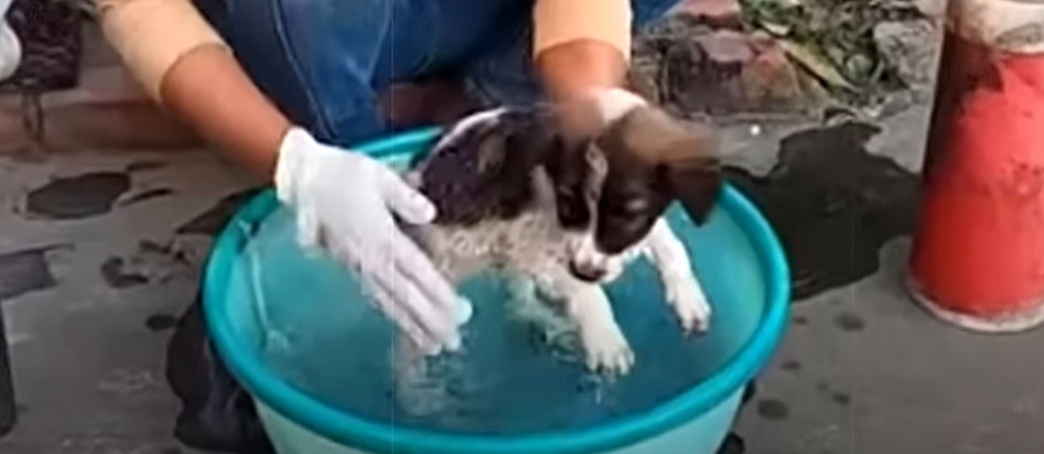 Today, the puppy who was once left for d...