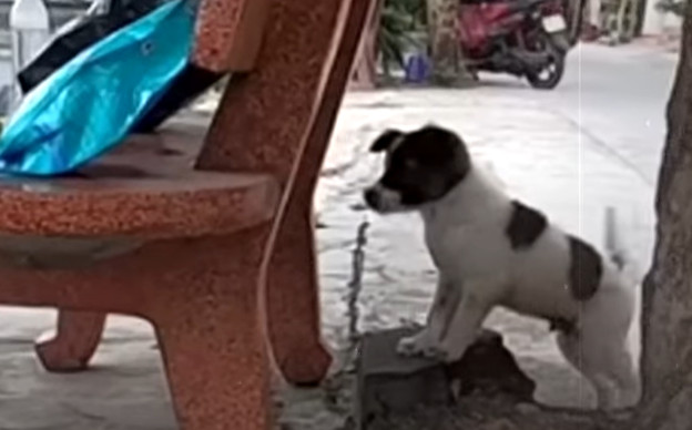 Extra image from article