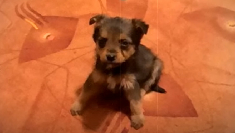 The story of Smesten serves as a poignan...