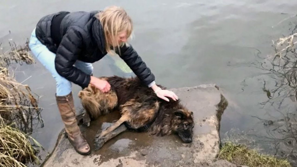 Despite her traumatic experience, Bella ...