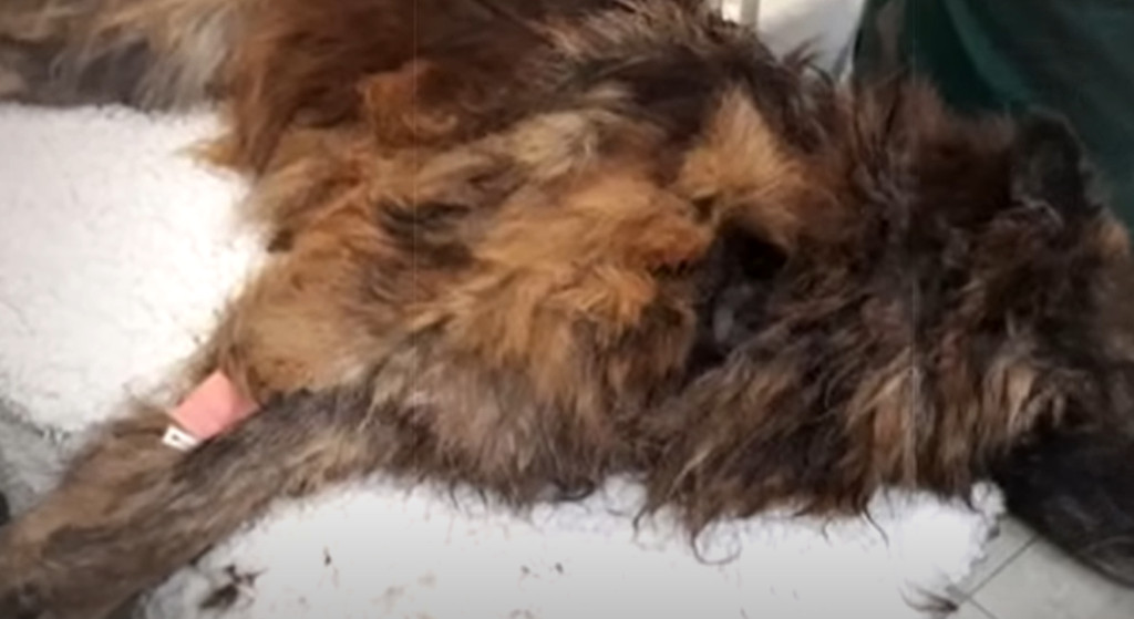 During the legal proceedings, there was ...