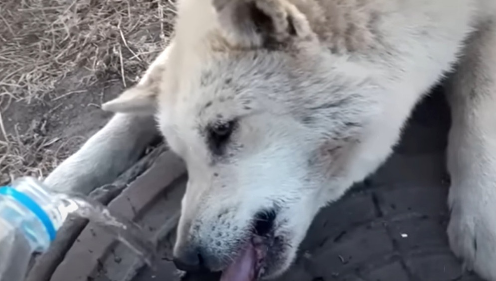 These stories, one of a dog saved from f...