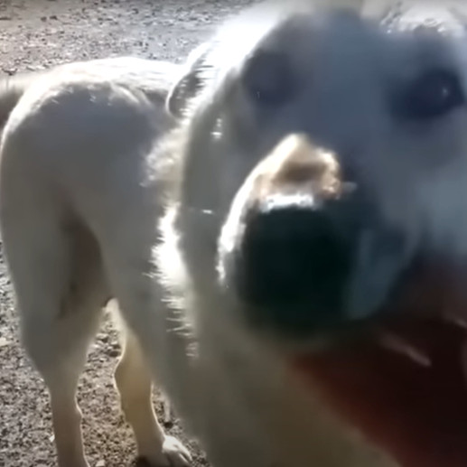 Extra image from article