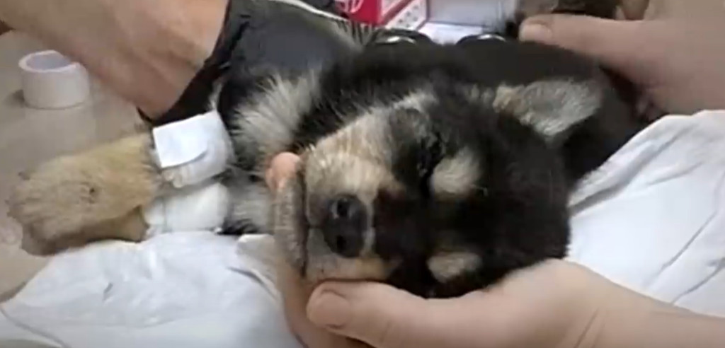 From Abandoned to Beloved: Inspiring Tales of Resilience and Rescue Triumphs