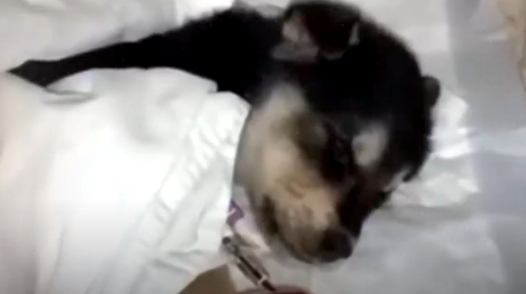 From Abandoned to Beloved: Inspiring Tales of Resilience and Rescue Triumphs