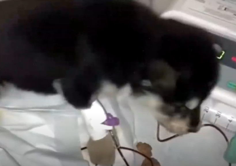 From Abandoned to Beloved: Inspiring Tales of Resilience and Rescue Triumphs