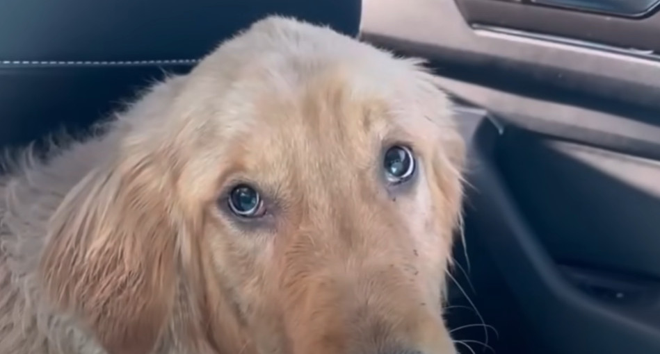 A volunteer comfortingly caressed the do...