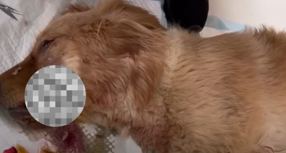 Extra image from article