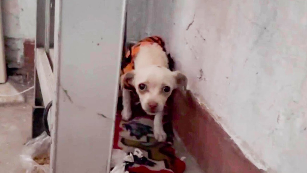 As we approached the site, a volunteer n...