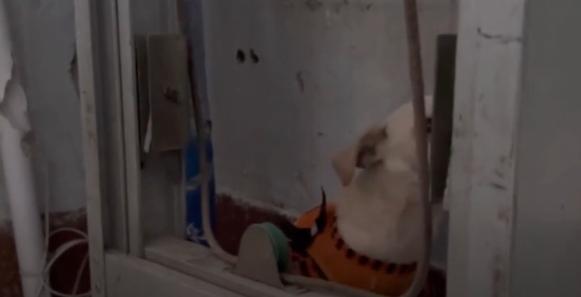 The volunteers shared their efforts to c...