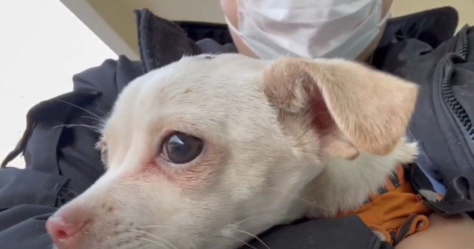 Extra image from article