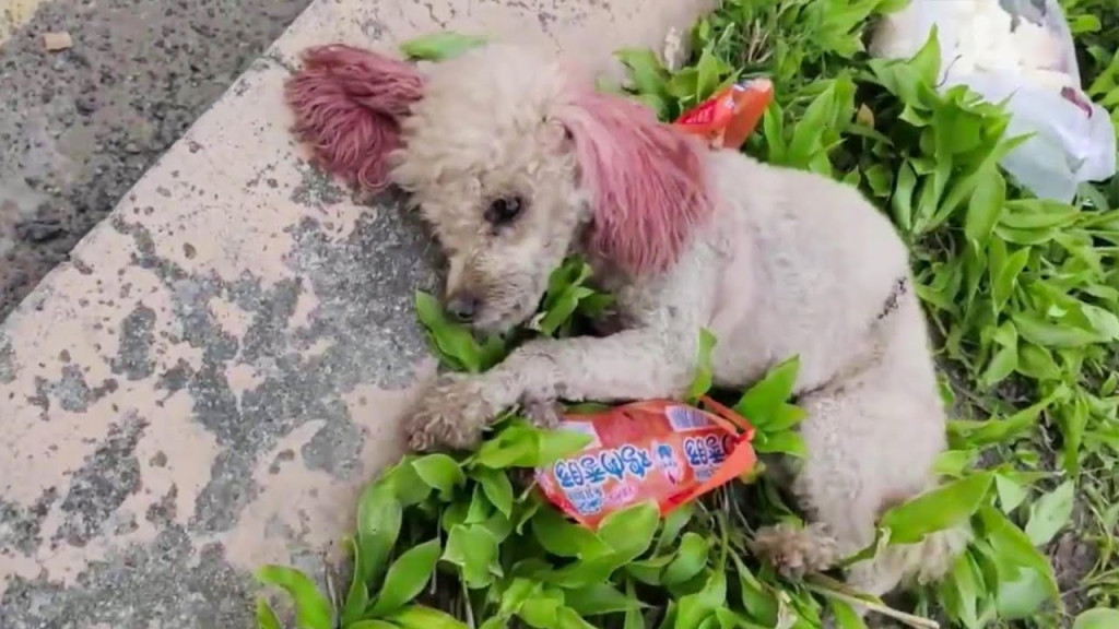 Earlier that evening, a call for help ha...