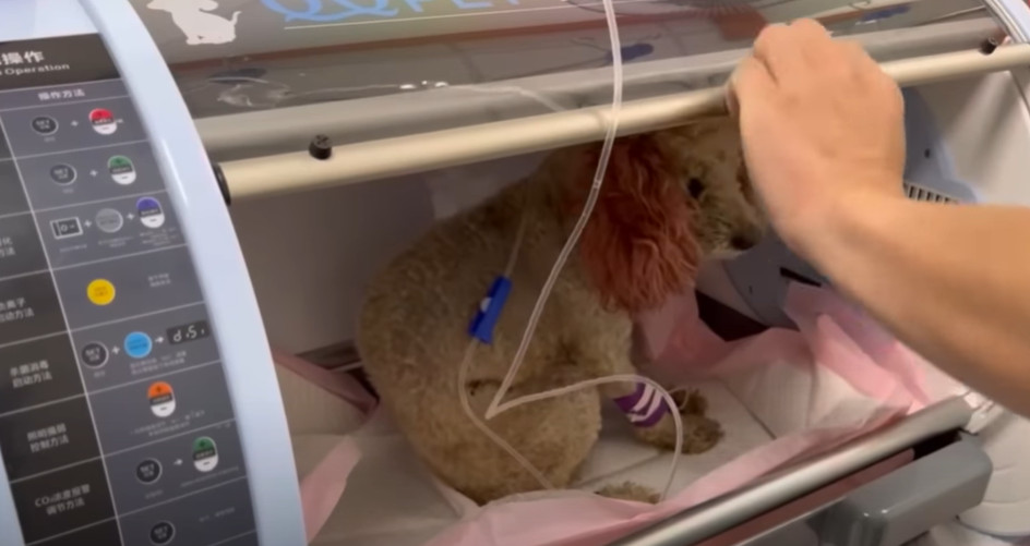 Extra image from article