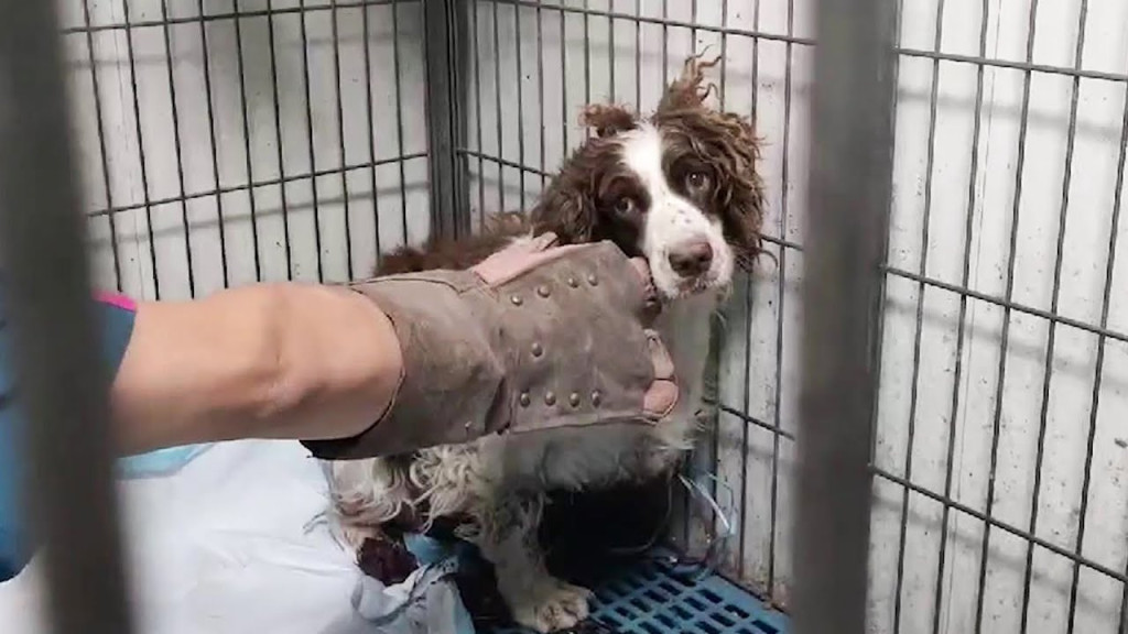 Upon her arrival, Ger Ger was understand...