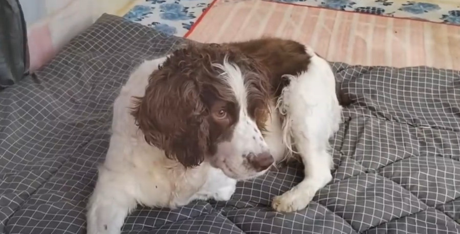 Extra image from article