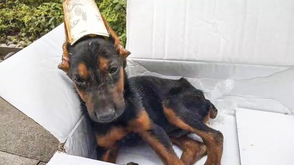 The Doberman was found lying alone, vast...