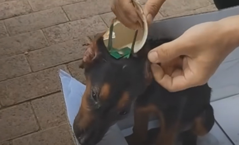 The Doberman, barely two months old, bra...