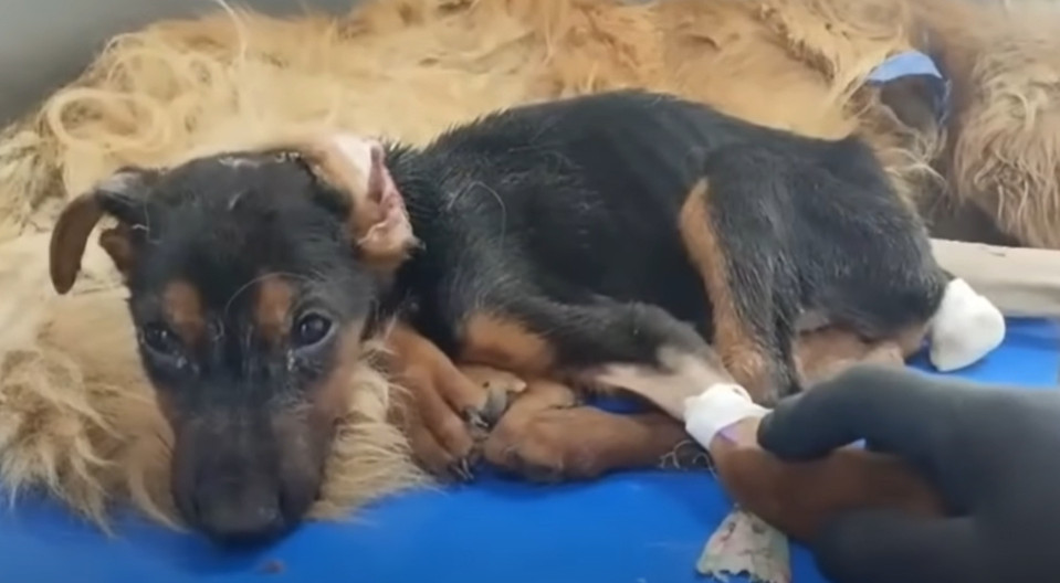 They hoped that one day, homes would acc...