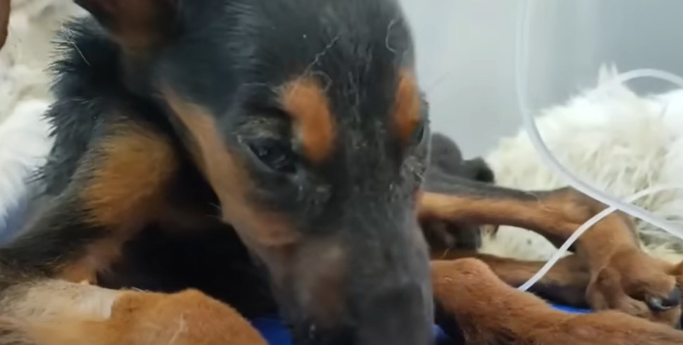 Extra image from article