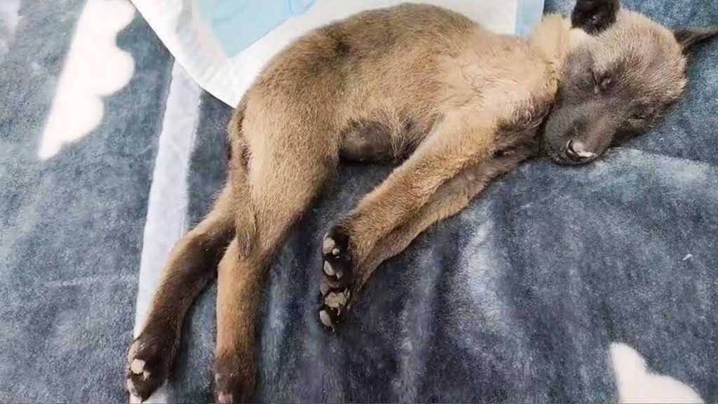 Upon reaching the puppy, they found him ...