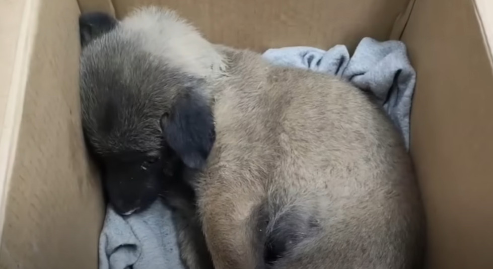 Over the days, the puppy's journey becam...