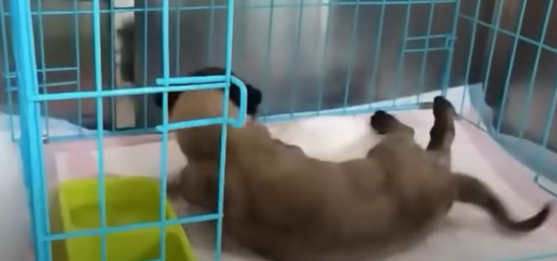 Several months later, the puppy was flou...