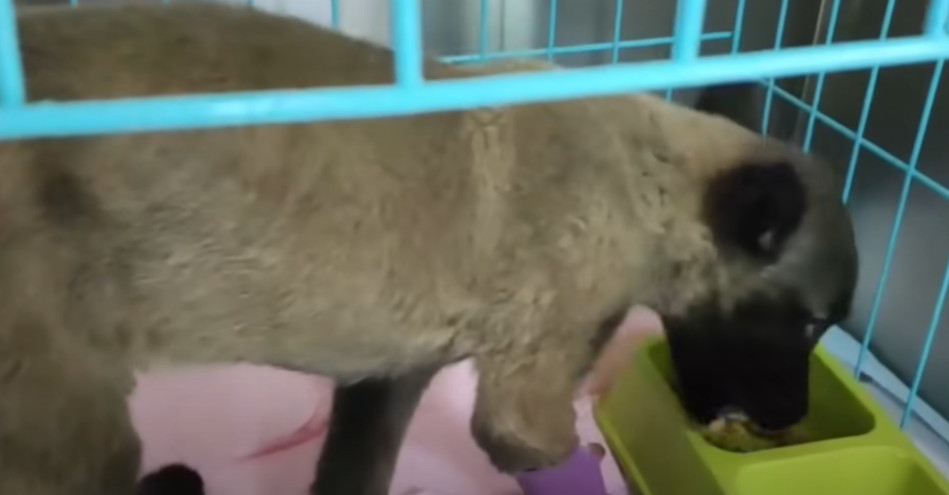 Extra image from article