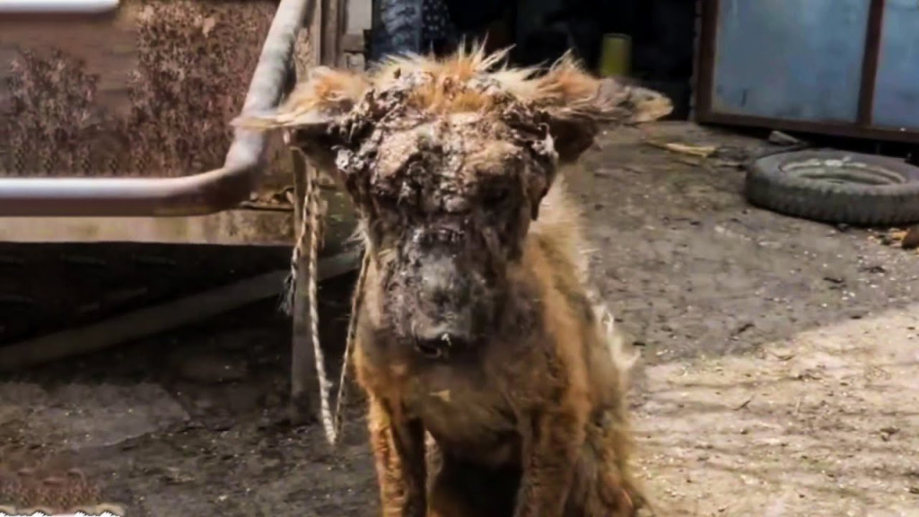 Her head was swollen, marked with sores,...