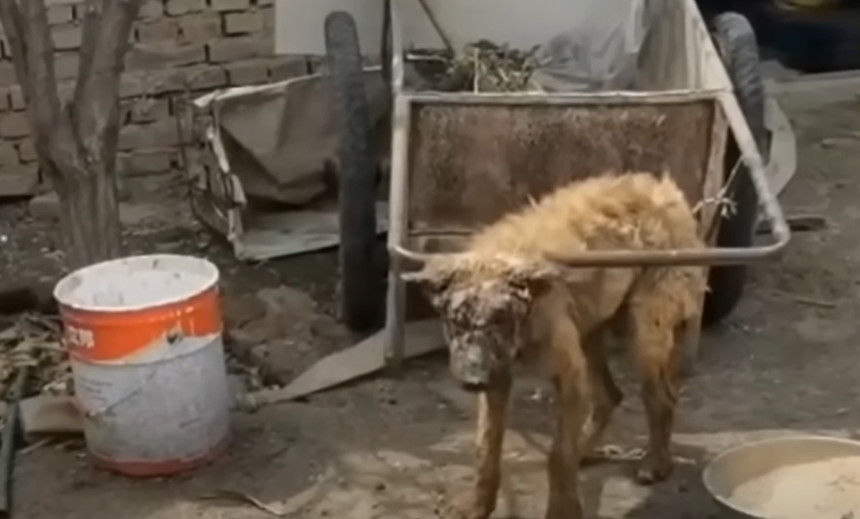 When we offered her food, she defended t...