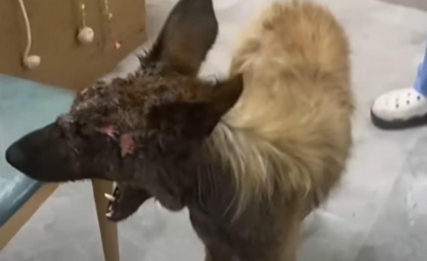 Extra image from article