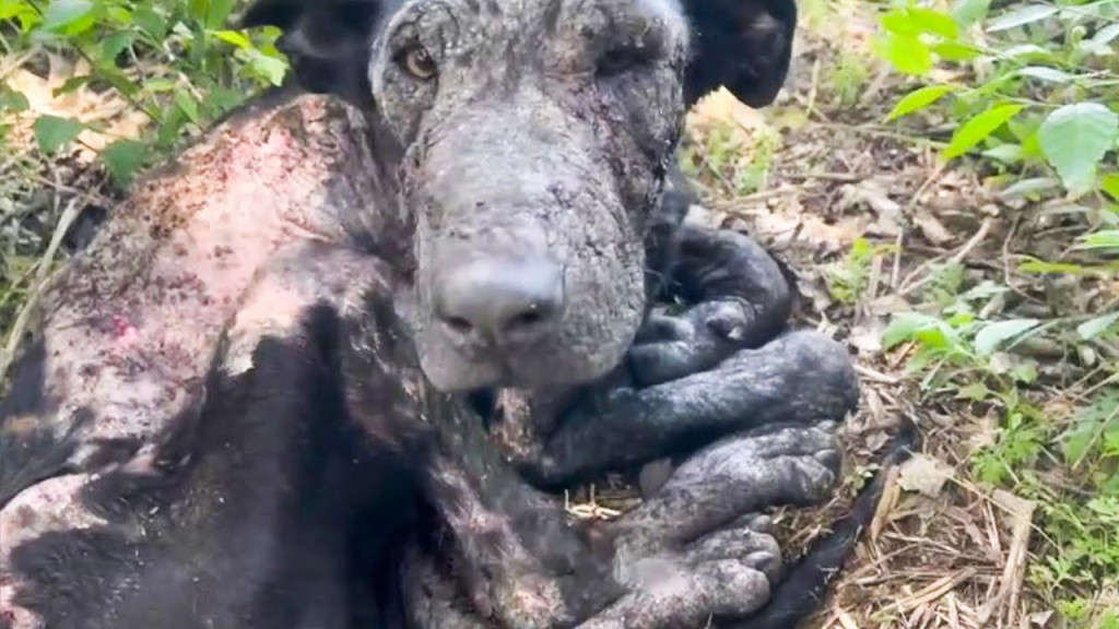 Those who witnessed the situation descri...