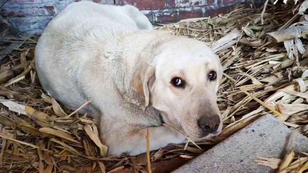 After discussions with the owner, we wer...