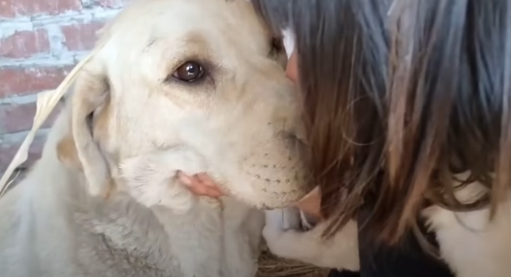 Watching Duoduo’s gentle nature and her ...