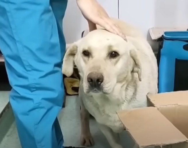 Parting ways with Duoduo and her puppies...