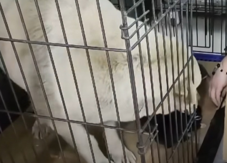 Extra image from article