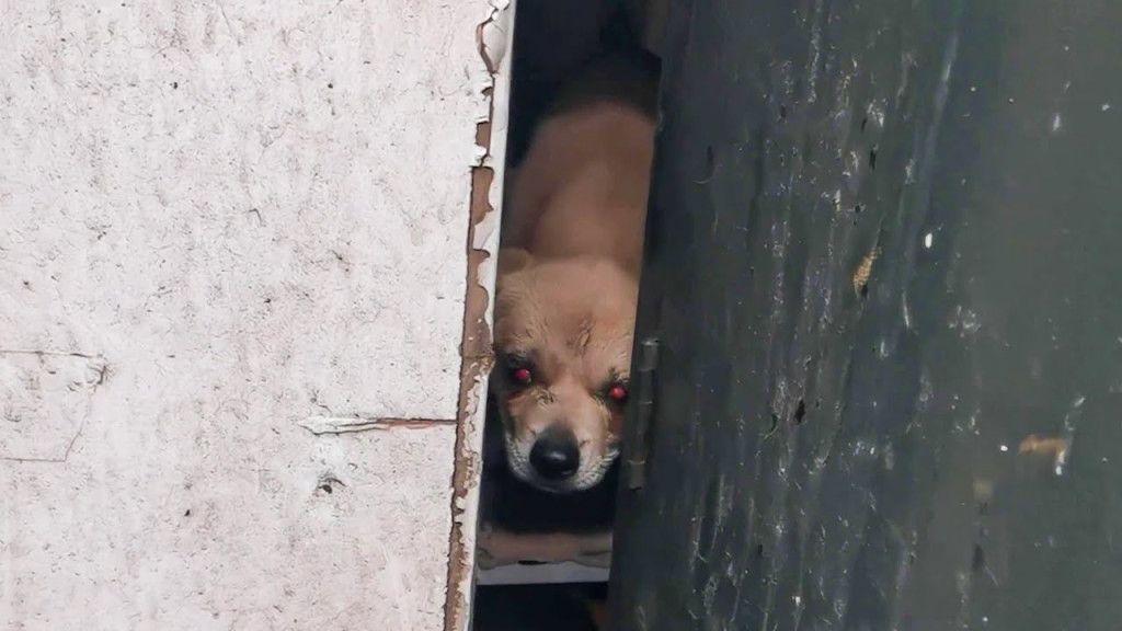 Upon arrival at the veterinary hospital,...