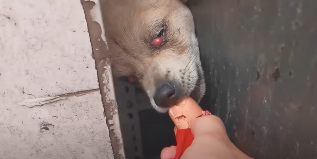 Back at our center, the puppy was transf...