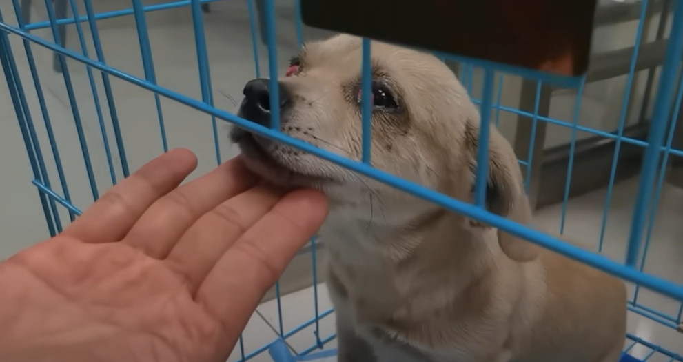 Ultimately, the puppy’s journey was noth...