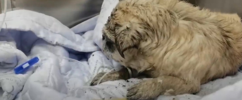 Extra image from article