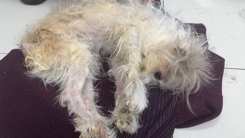 Once at the rescue center, we immediatel...