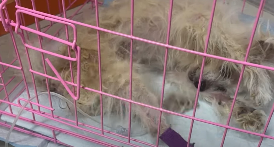 Extra image from article