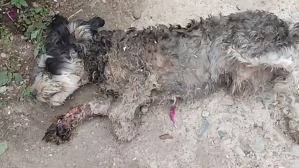 The injured dog was discovered about 300...