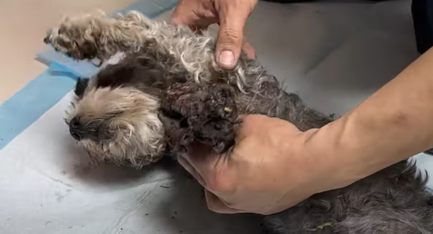 “Is this a heart medication?” Liu Li ask...