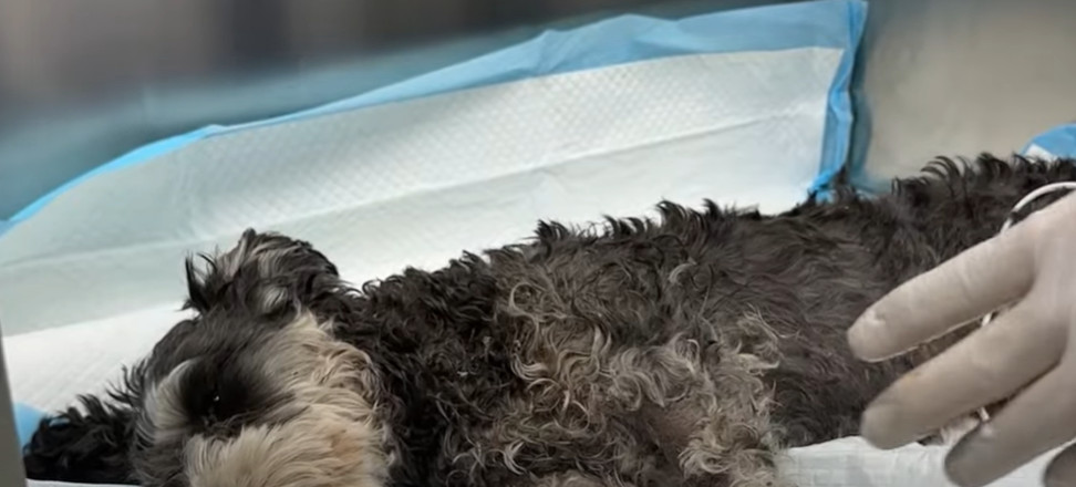 Extra image from article