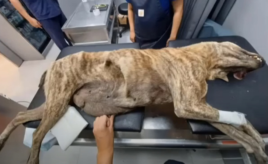 Extra image from article