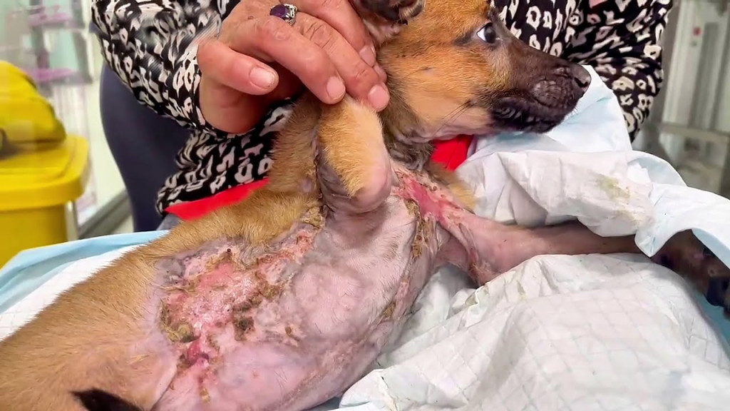 Once we brought him in, our first step w...