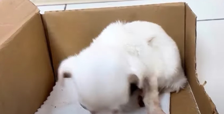 Extra image from article