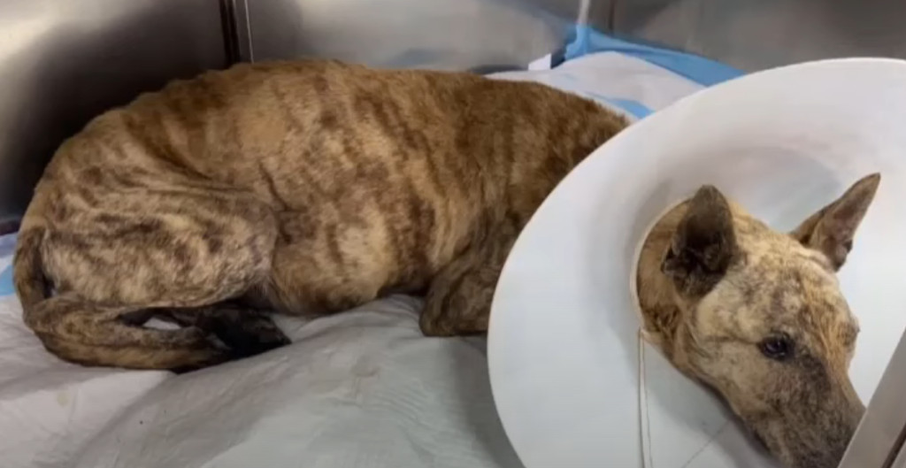 Extra image from article