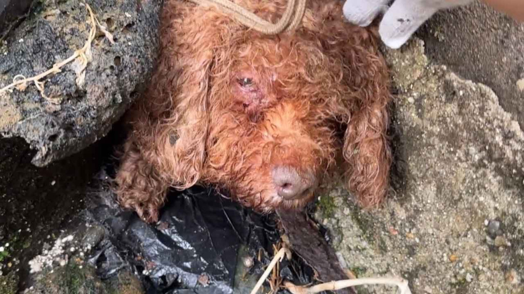 Busy passersby hurried past, oblivious t...